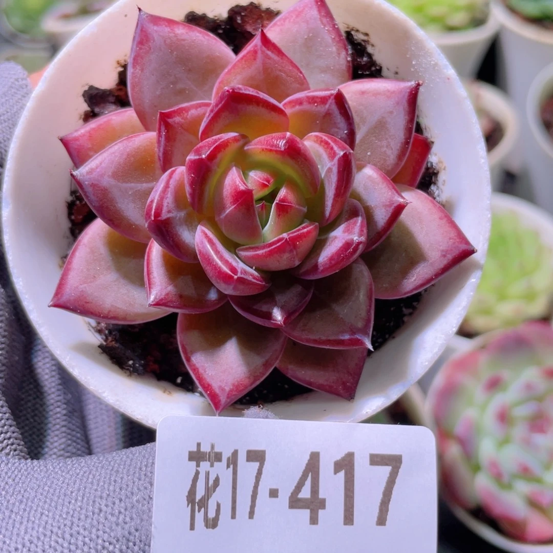 花利美17-417醉霞