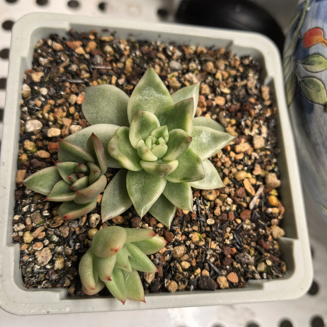 多肉植物一物一拍，市井专拍！