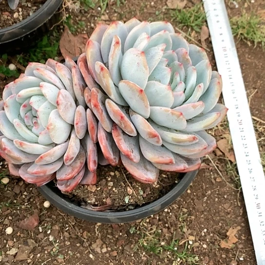 G****囡美肉特价活动开始啦