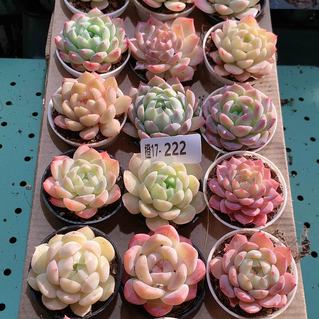 17-222一物一拍带盆18颗