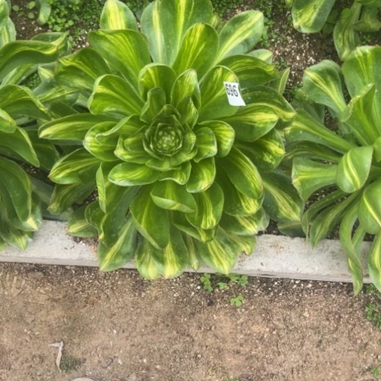 壹**開696燕姿中班宽锦多肉