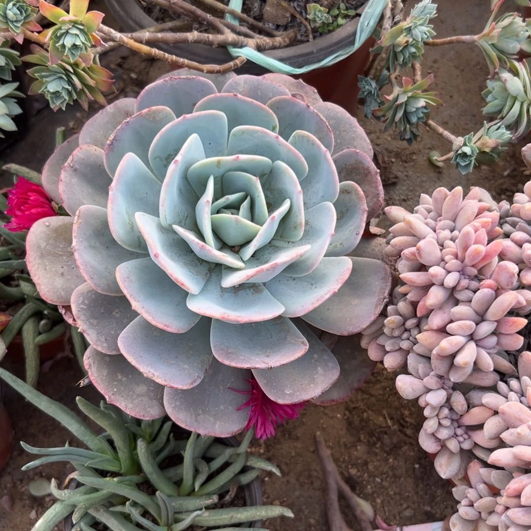 多肉植物多肉植物