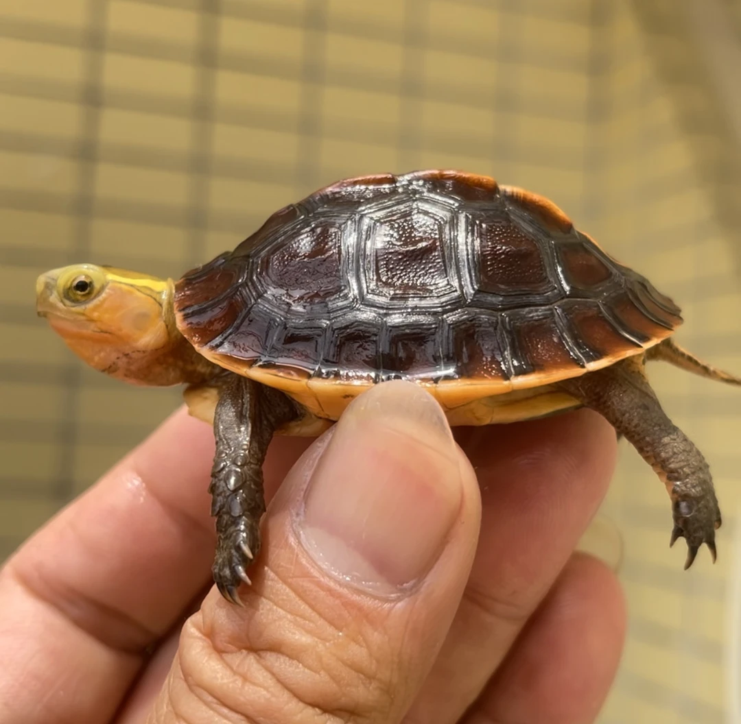 安缘龟人工养殖。