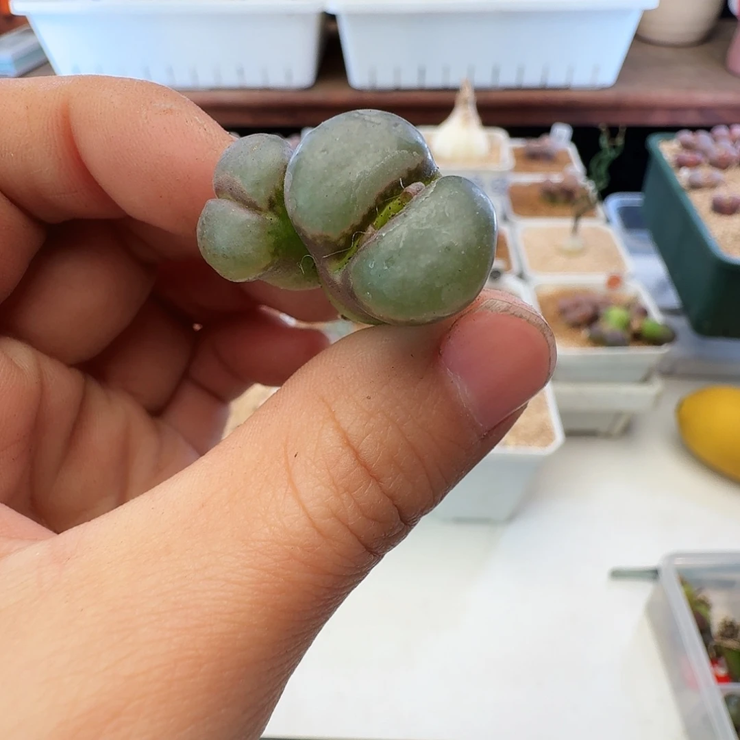 瑕疵风铃介意慎拍121