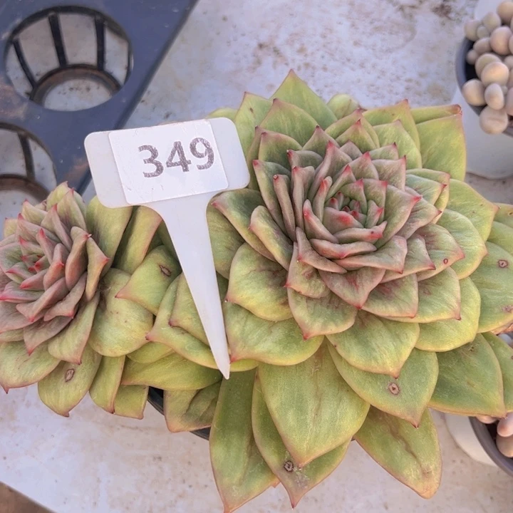 健健康康平平安安