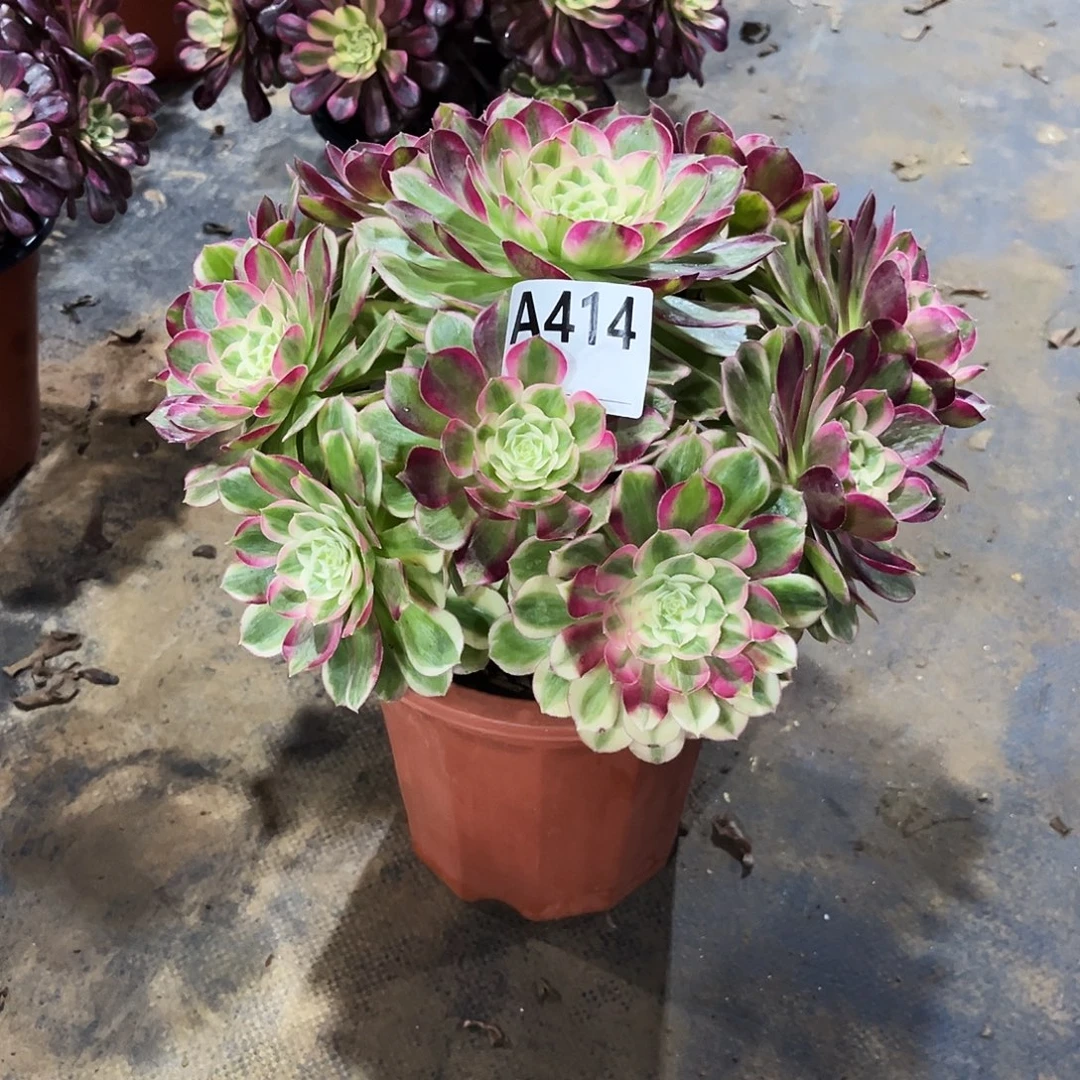 多肉植物孔雀翎414多肉