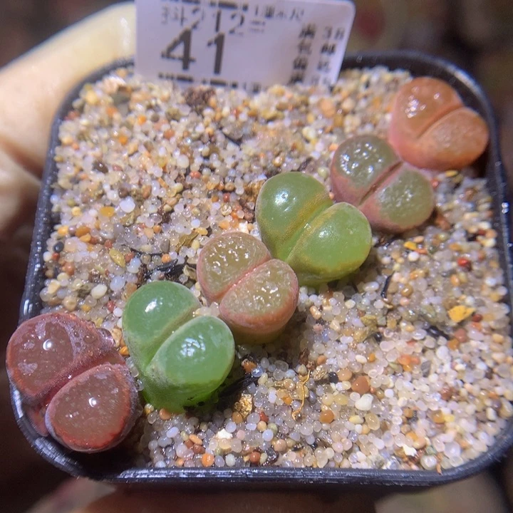 精致生石石212.41