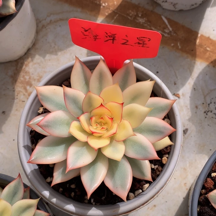 多肉植物63737272737