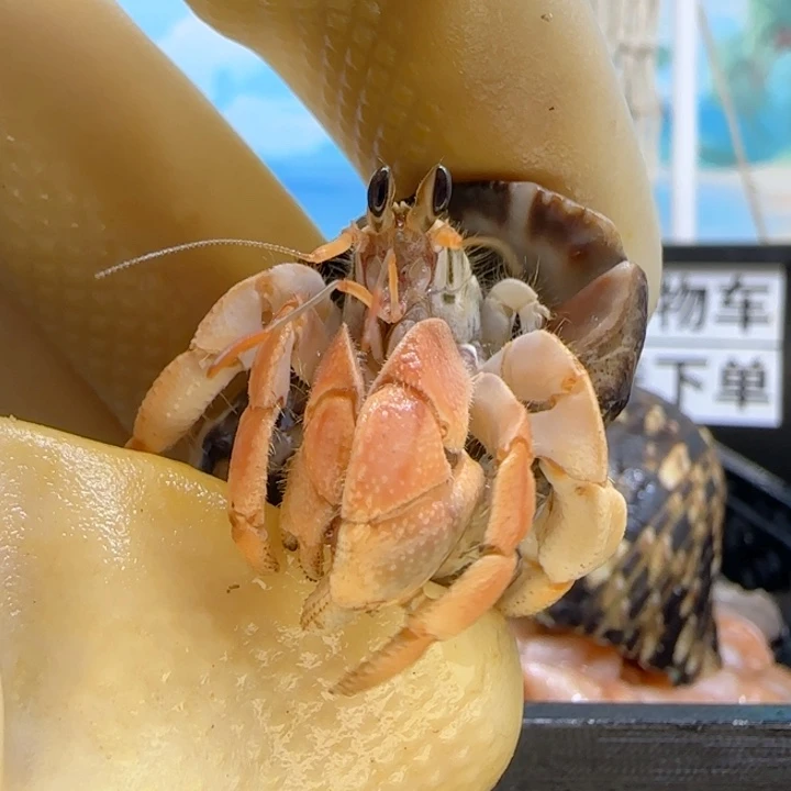 A62香橙 西沙1.3cm口径