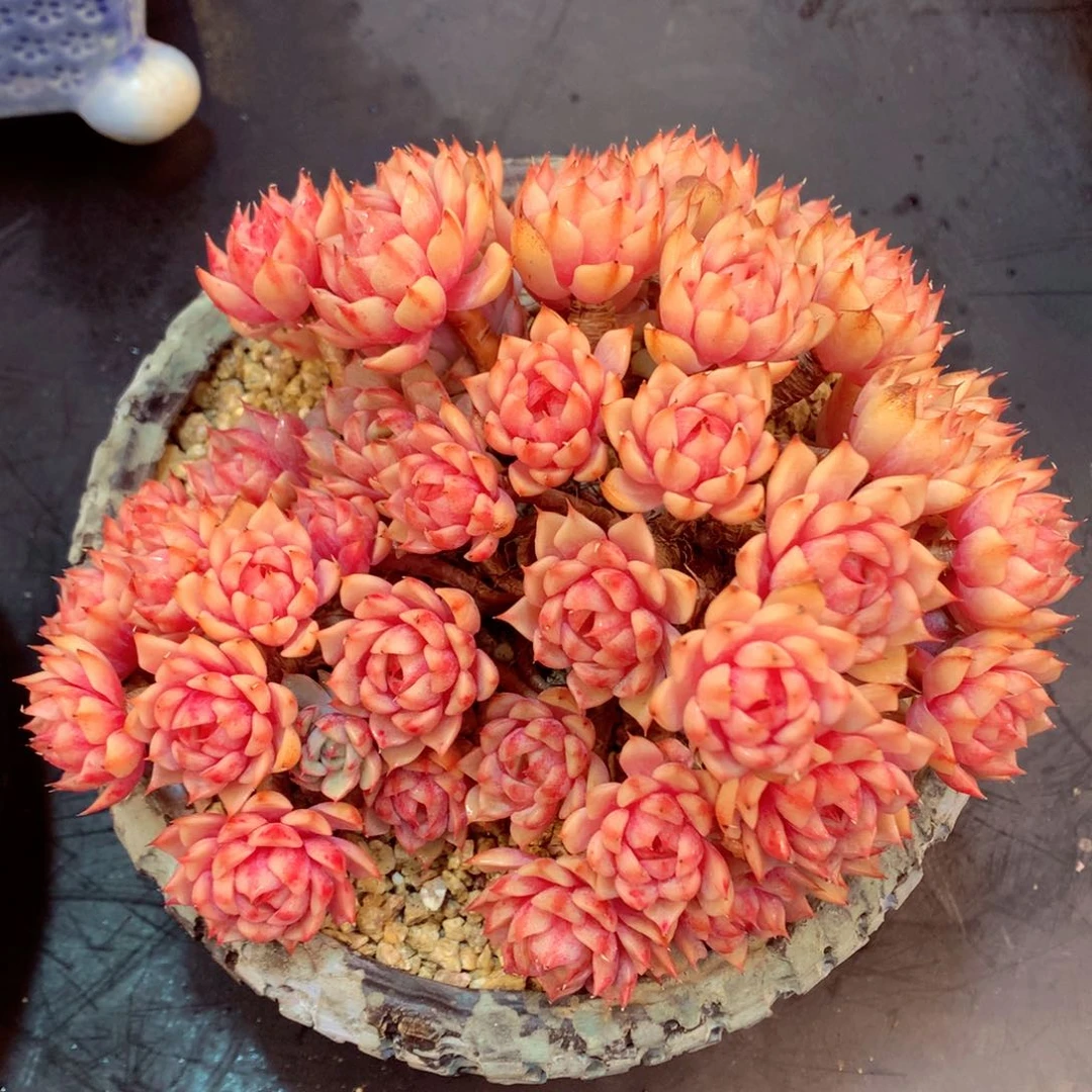 阳**你噢噢噢噢噢噢噢哦哦哦哦哦