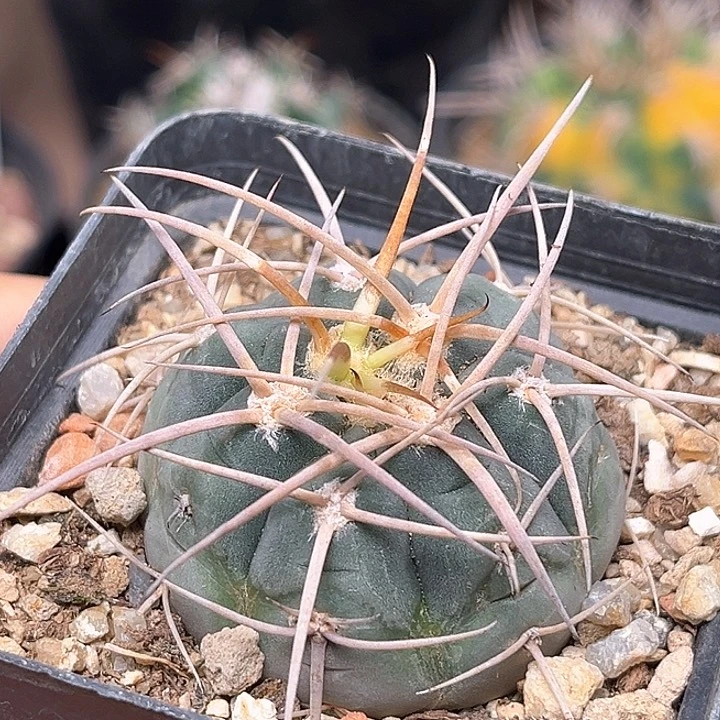 无花朵光淋玉实生球一颗