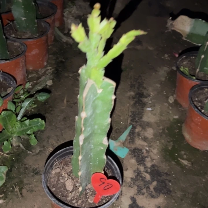 小***牟当前无花栽培后可以开花红羽毛90