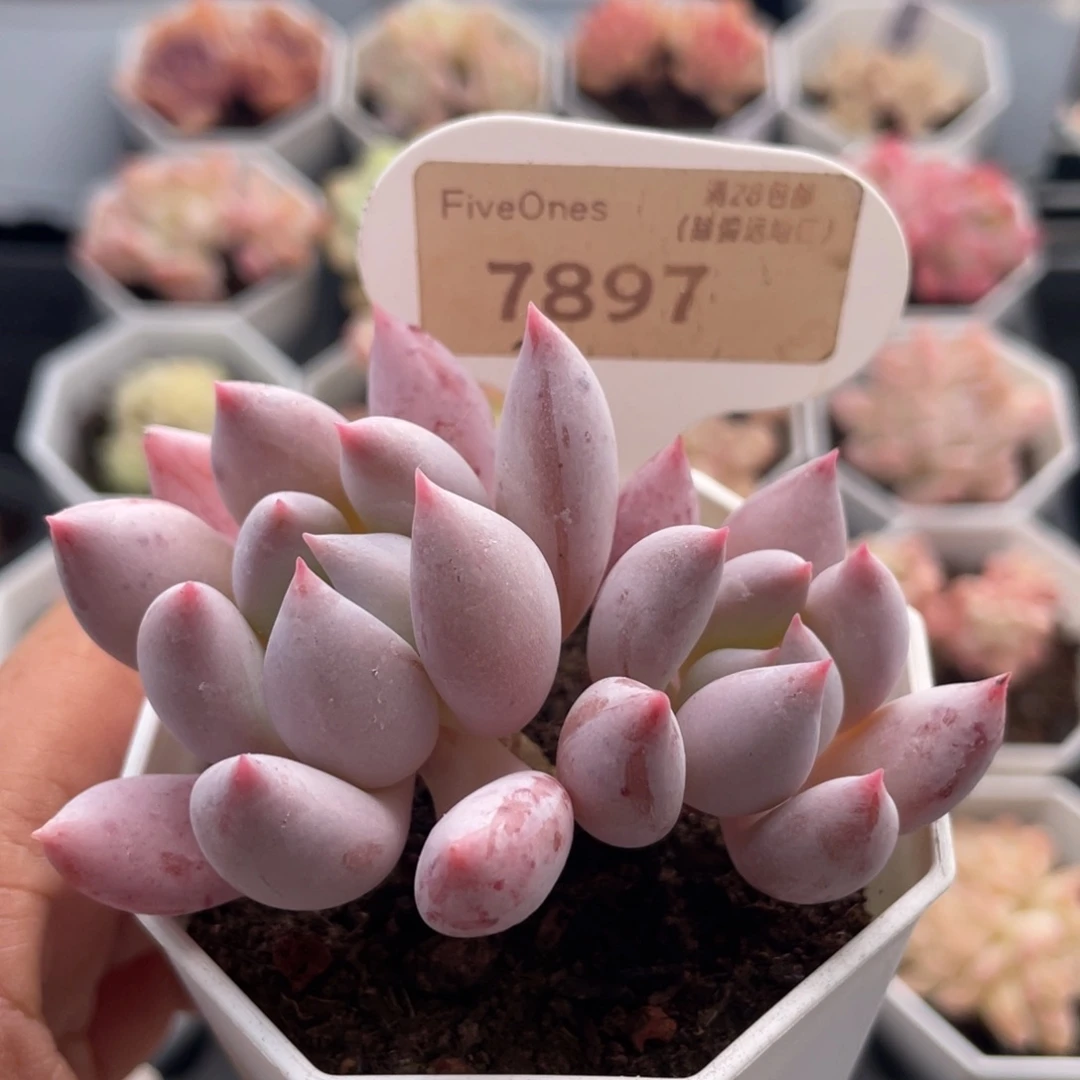 所罗门7897-6.5厘米