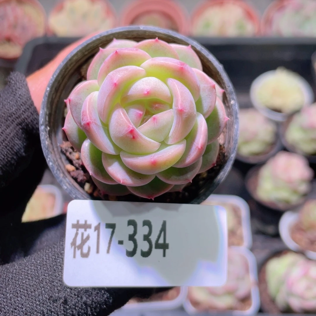 花利美17-334新品