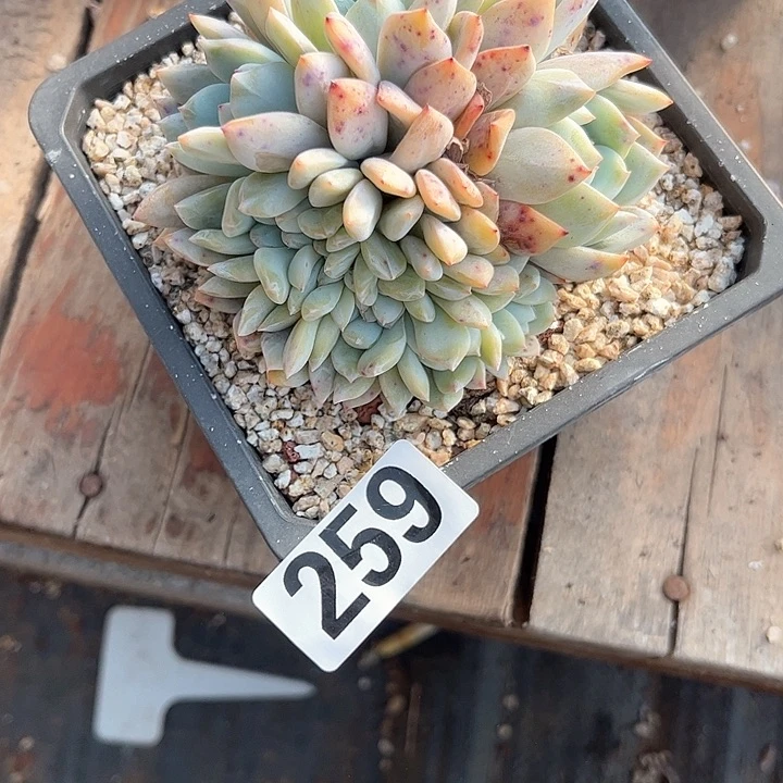 张*亿多肉植物一物一拍