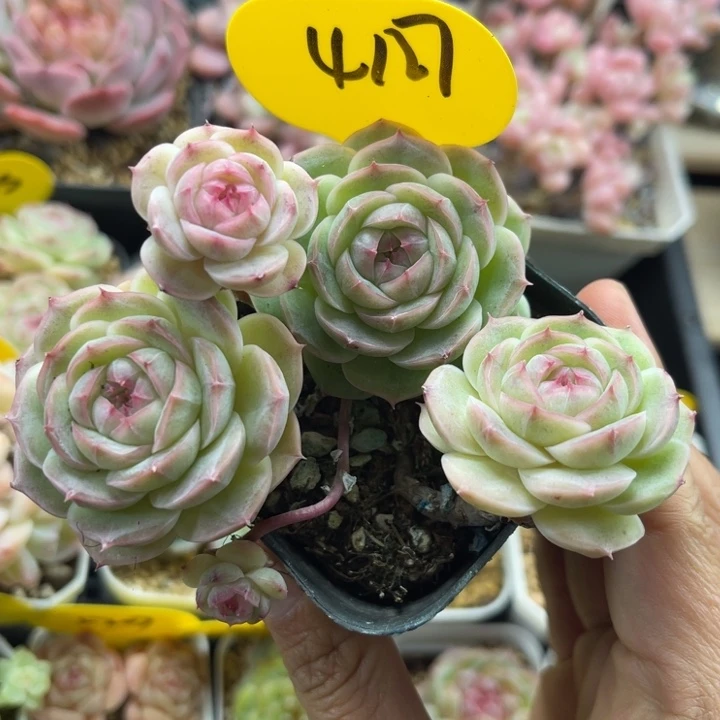 白芷珍妮4头群4127