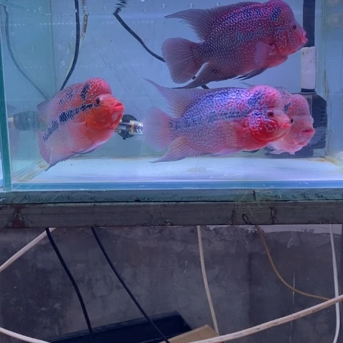 海水鱼鸿运罗汉一条aaa