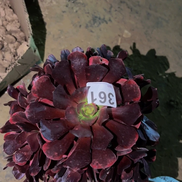 361爱神多肉植物不售后