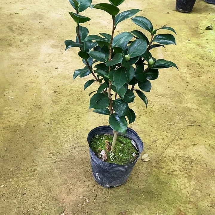 无花朵十八学士。