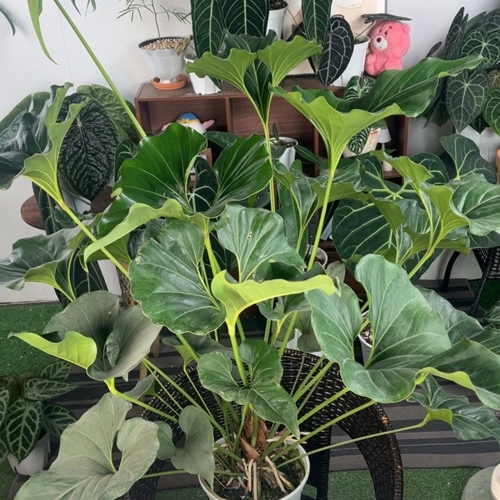 完全开放母本巨人花烛