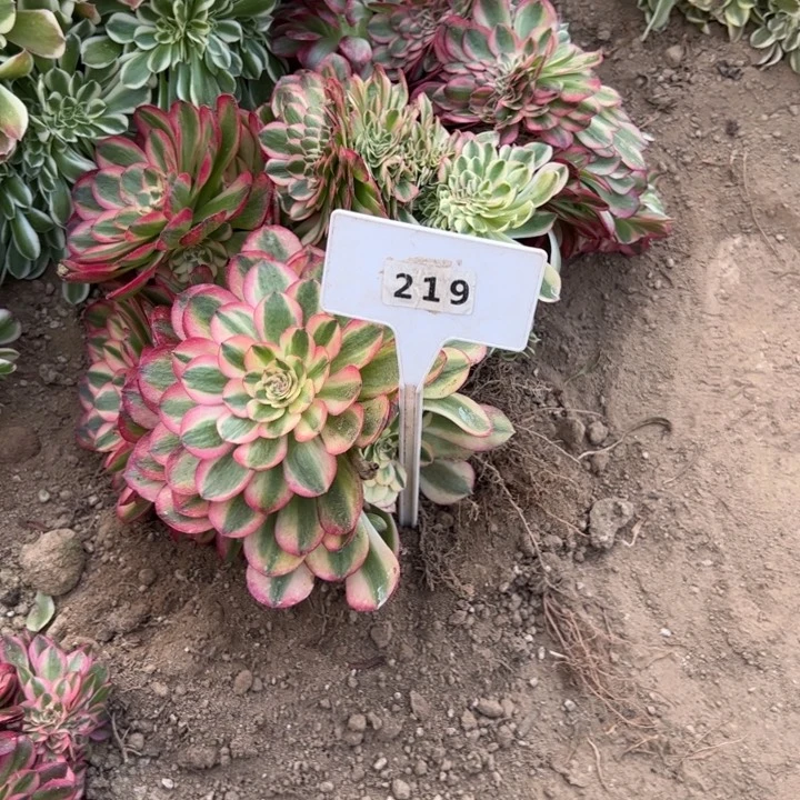 ?**?219万白缀化多肉植物