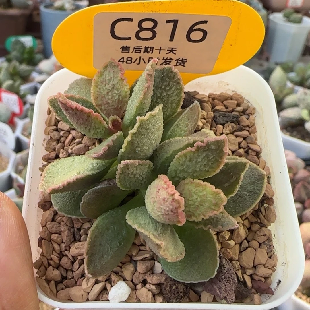 爱丽丝水泡。   816。