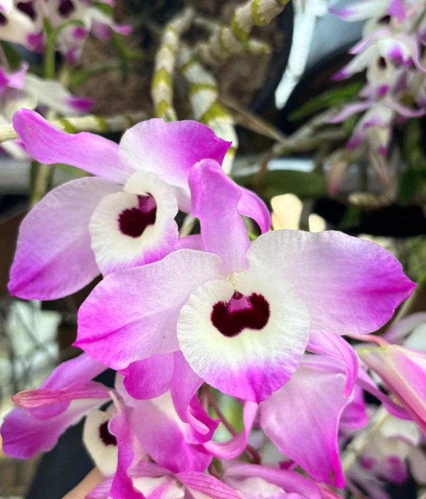 金钗紫红色花自然盛开盆栽绿植花卉