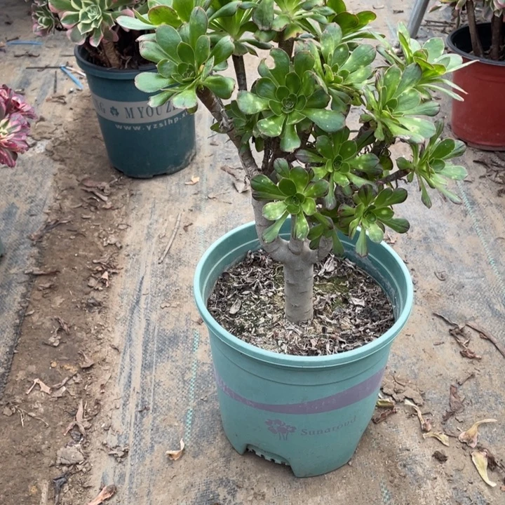 79V锦多肉植物多肉多肉