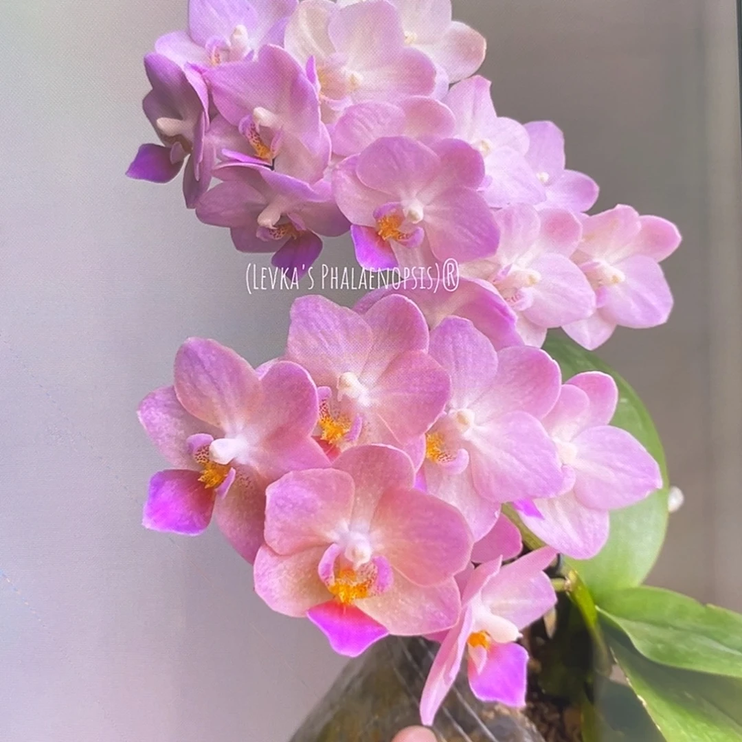 无花朵2.5寸桃之夭夭苗