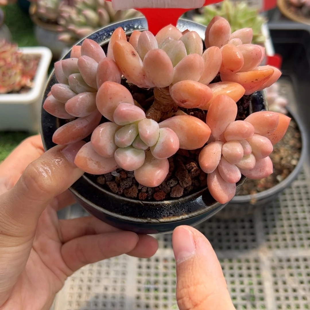 表妹精品精品多肉773.