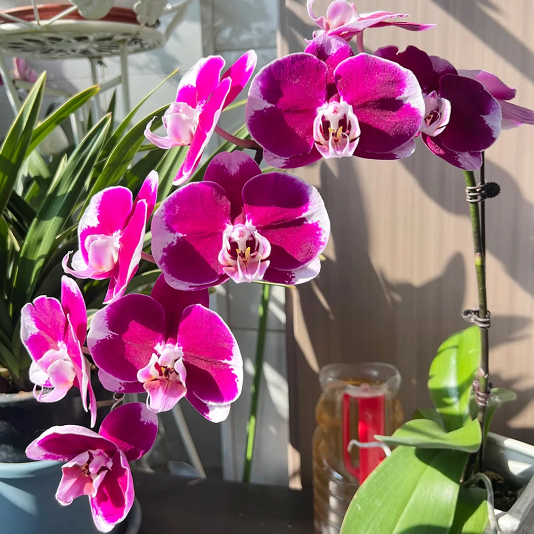 花花喜大王蝴蝶兰五星上将3.5寸杯根好苗壮叶子油绿 剪自然梗无花