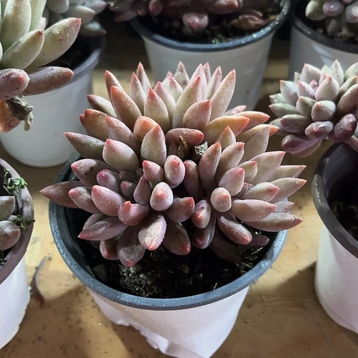 精品红蜻蜓群多肉植物