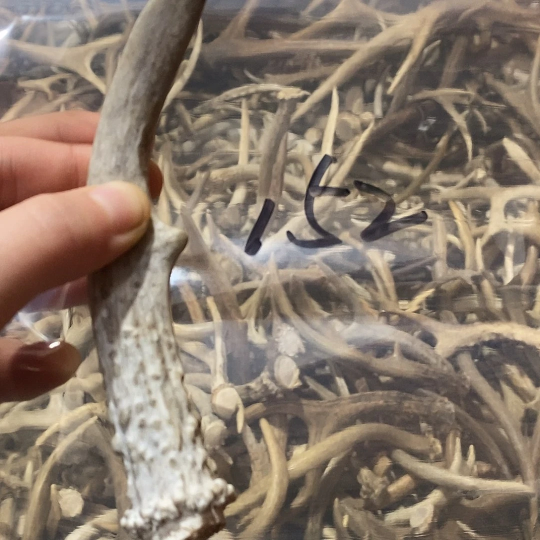 放***羁非金属鹿角鹿角鹿j