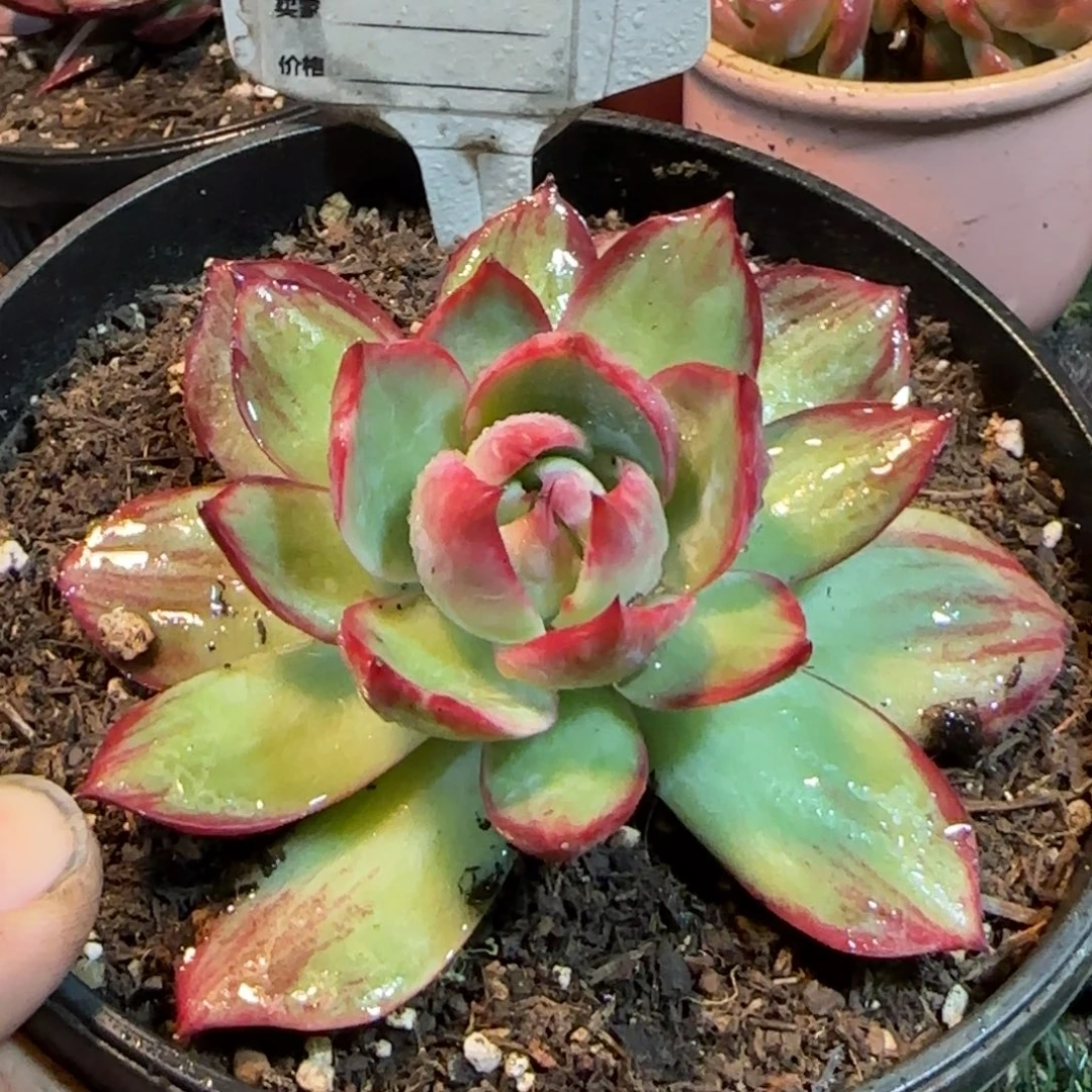 惊鸿一物一拍包装收缩花旱692