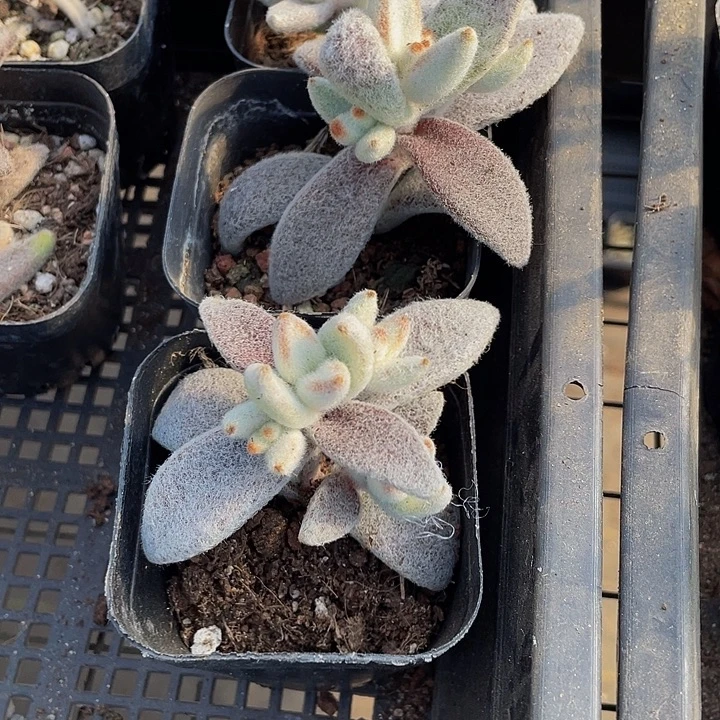 大白兔带盆土发货