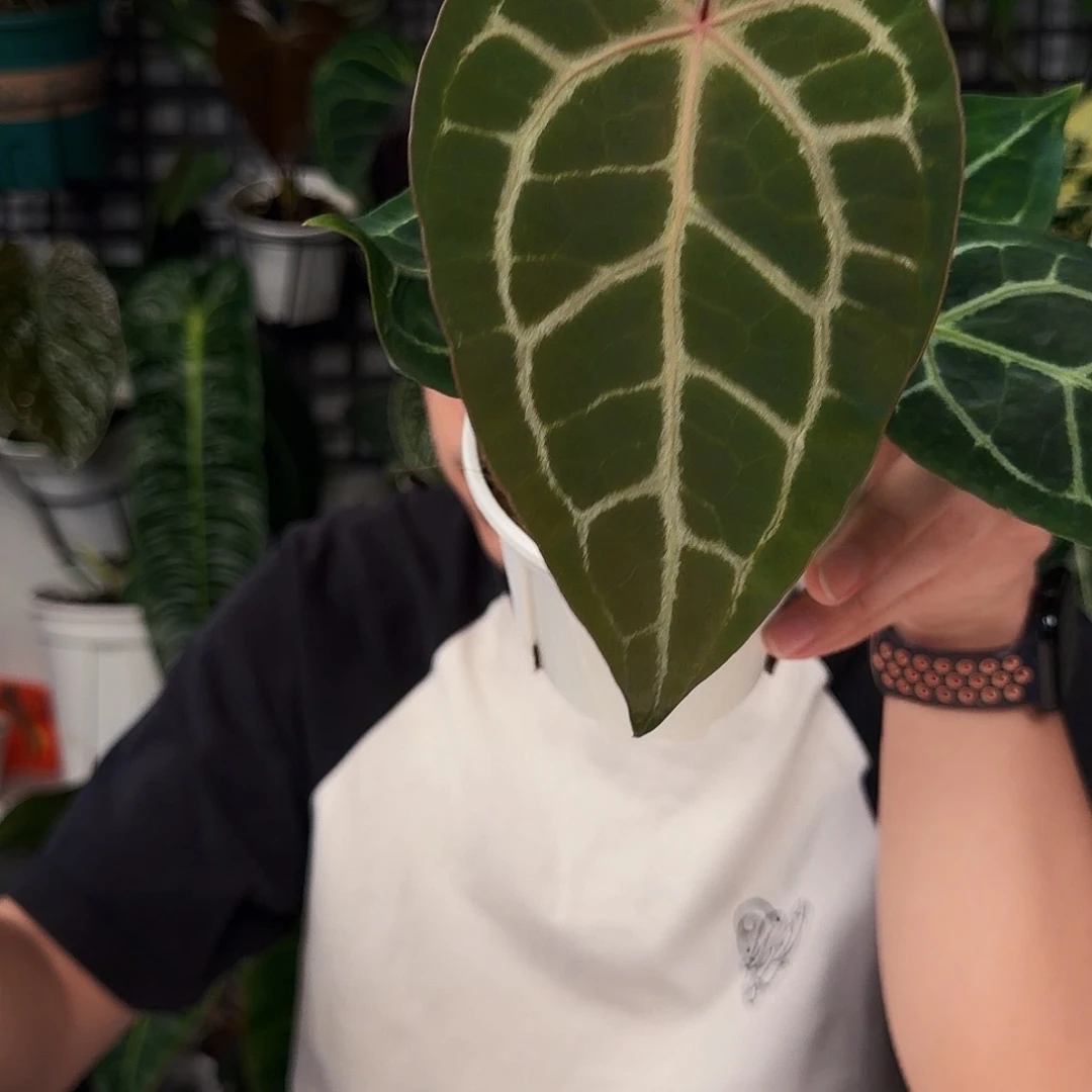 不开花植物Q142 红水晶杂阿波罗