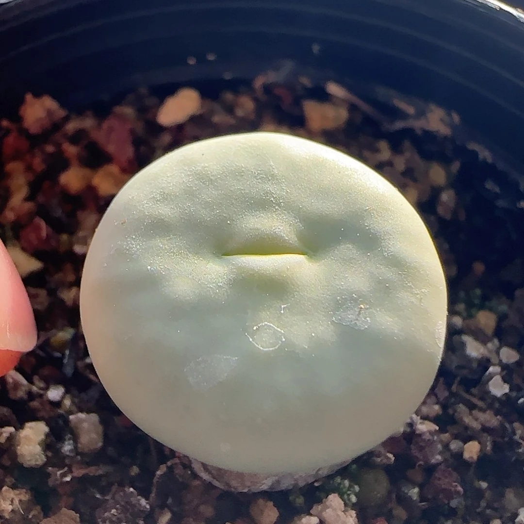 脱土年后发货24393