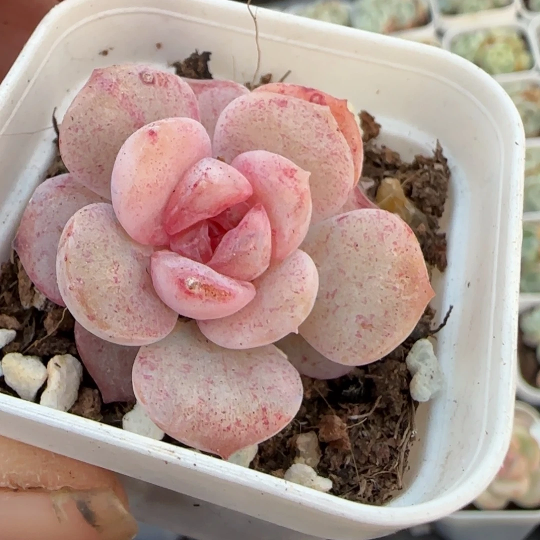 小卡拉米糖心一物一拍