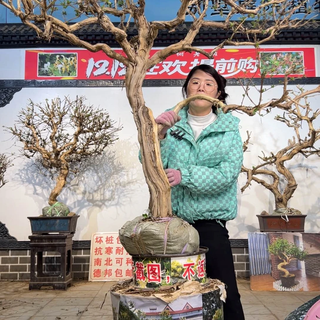 无花朵金银花888888