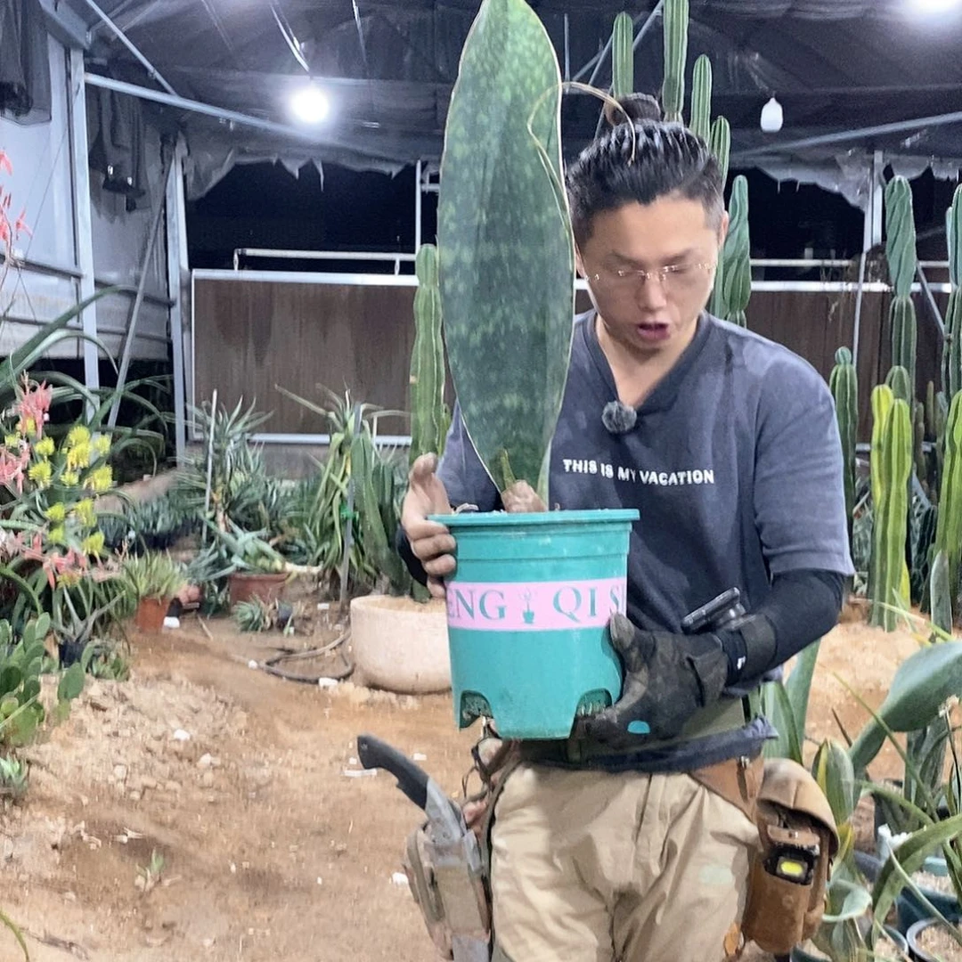 60-70公分单片叶子有根宝镜虎皮兰