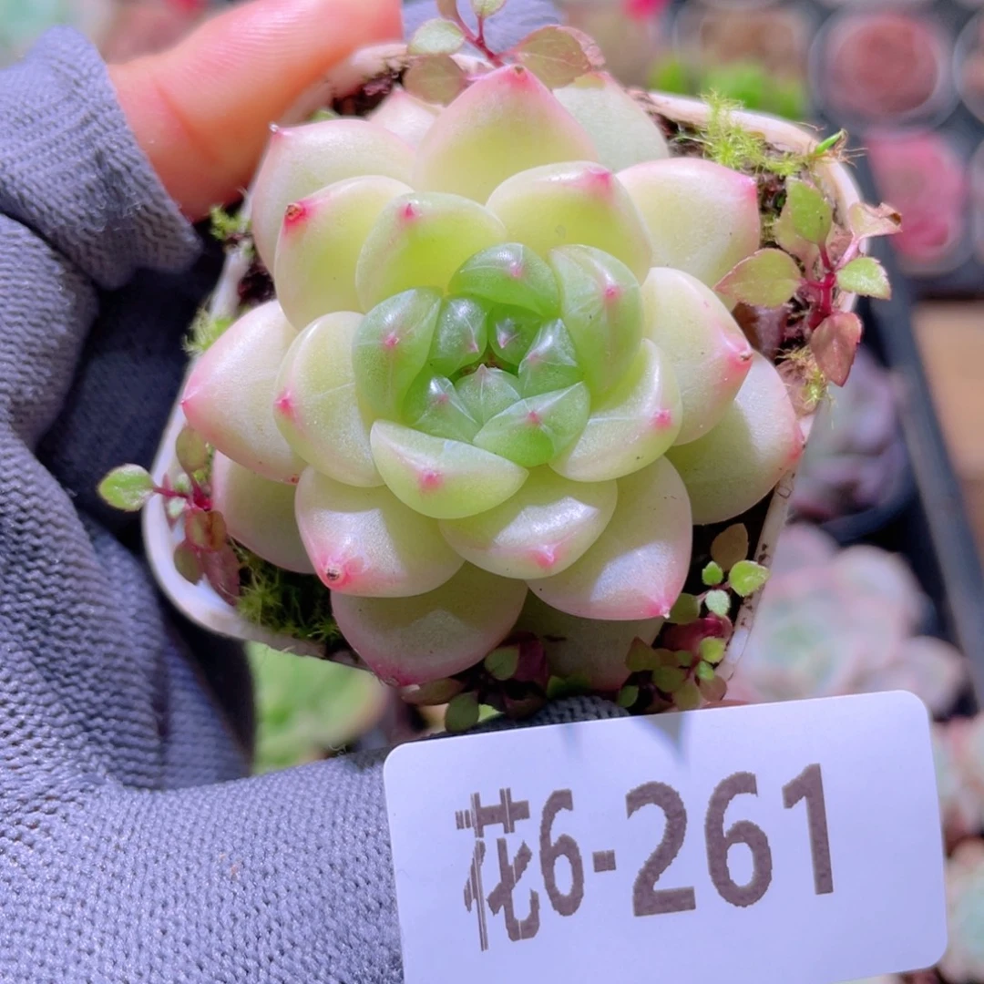 花利美 6-261福利珍妮