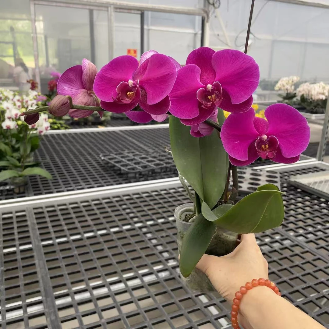 《矮辣椒》精品蝴蝶兰 紫红色系 花色娇艳 迷你花花