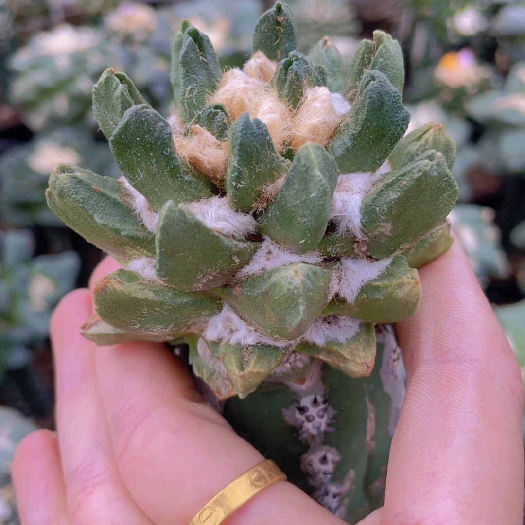 嫁接龙角牡丹福利