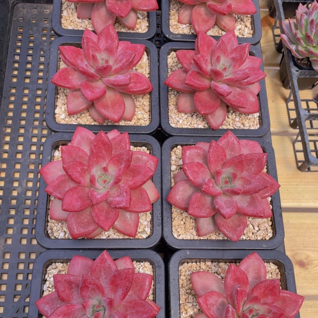 194号 赫菲斯托母本大单头一个