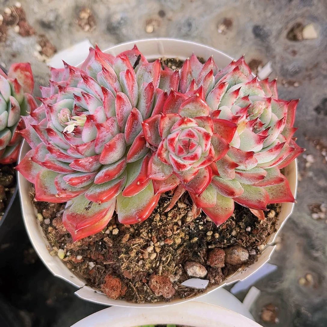 惊鸿娃娃12.5公分9999999