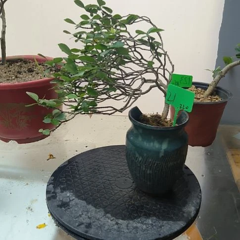 完全开放?****?栀子花