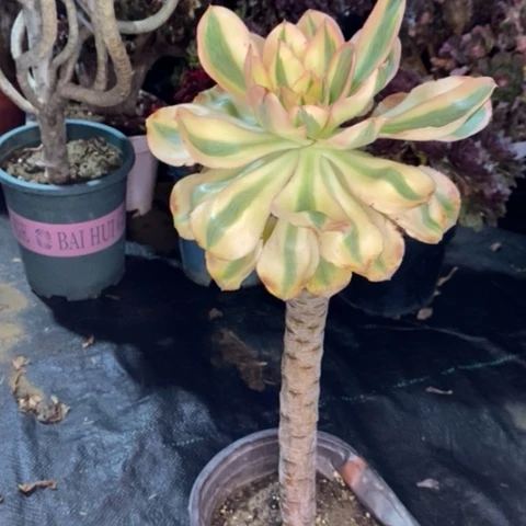 燕姿锦多肉植物014