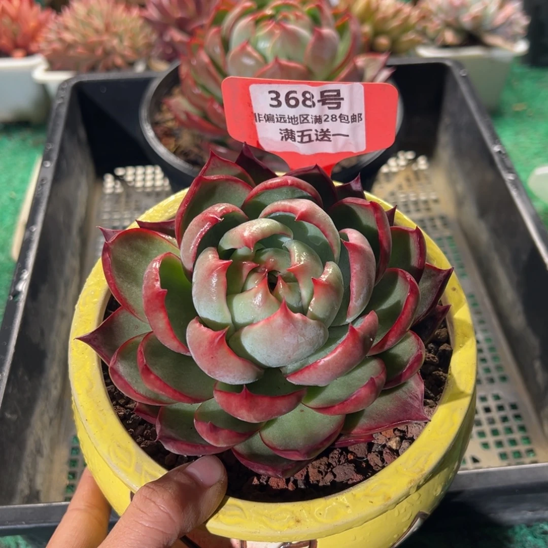 表妹精品多肉植物368.