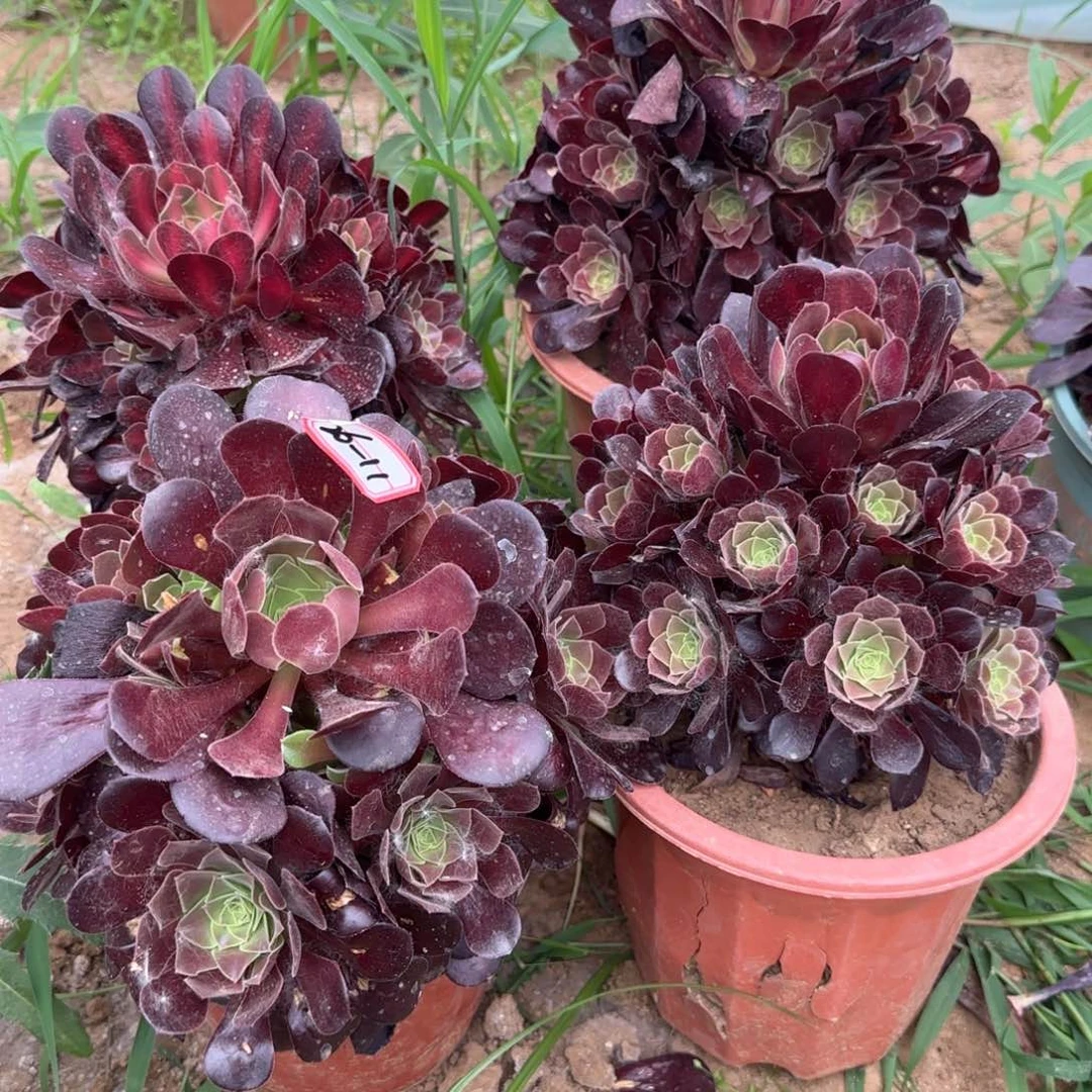 26-11欧子亮牌7一个多肉植物