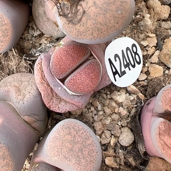 2408.粉碧琉璃1.5公分